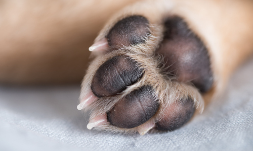 Dog Care Tips: How to Deal with a Paw Injury