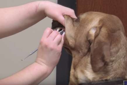 Dental Care For Pets