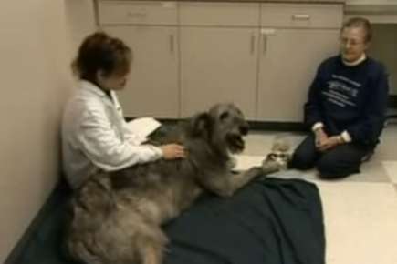 Veterinary Acupuncture