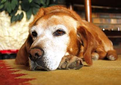 Vertigo or Old Dog Vestibular Syndrome