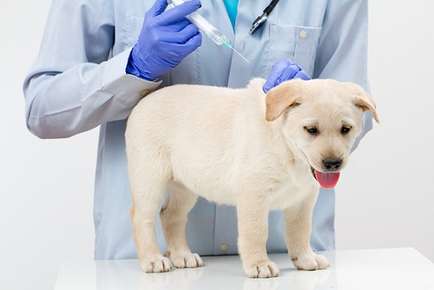 Canine Parvovirus (CPV)