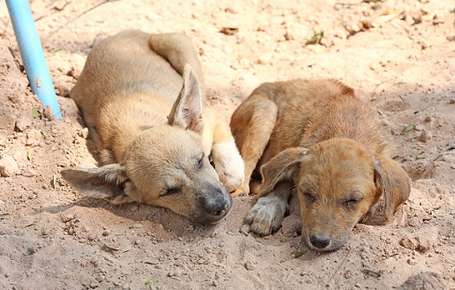 Canine Distemper