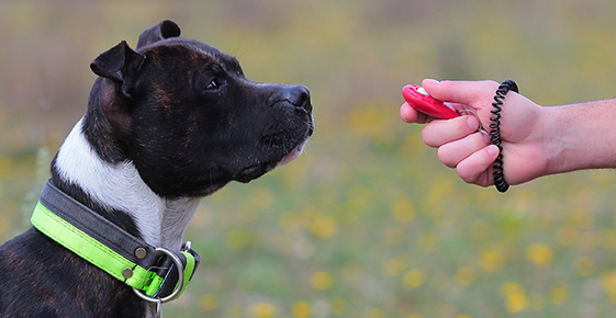 Obedience and Training