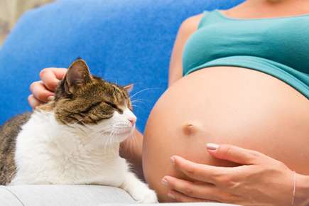 Family Cats and Pregnant Women: Take Measures to Prevent Toxoplasmosis Infection