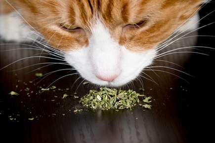 Catnip: Why Cats Love It