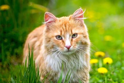 Is a Feral Cat Right for You?