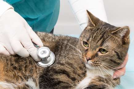 Heart Disease in Cats