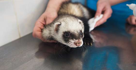 Ferret Health