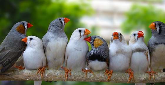 Zebra Finches