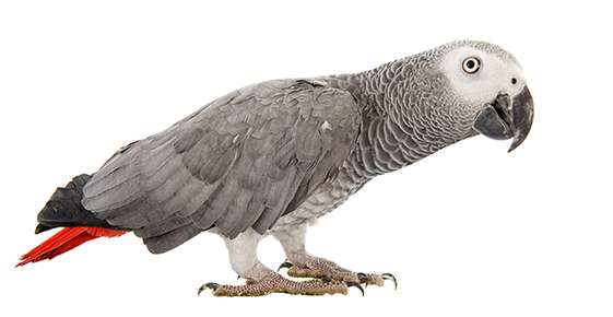 African Grey Parrots