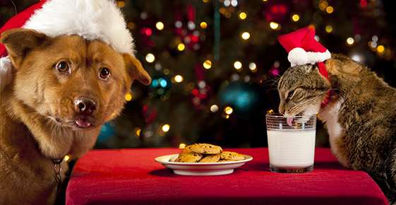 Holiday Hazards for Pets