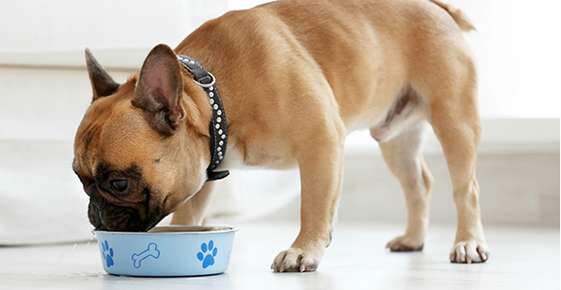 Fitting Fiber into Fido’s Food Bowl