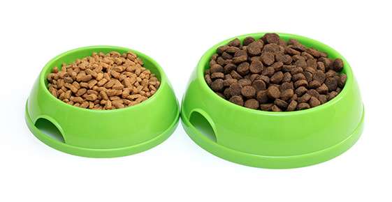 Pet Food Allergies? The Rules for a Pet Food Trial Have Changed