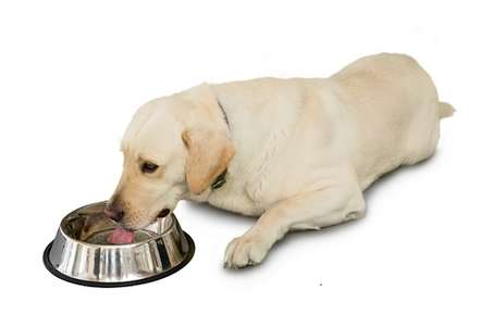 Pet Weight Critical to Wellness of Cats and Dogs