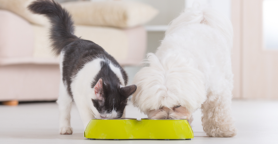 Pet Food Safety Measures to Avoid Health Complications