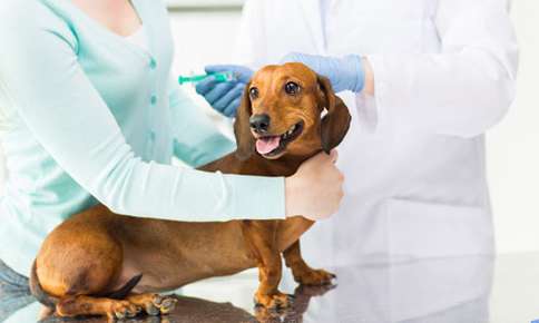 Do I Have to Vaccinate My Pet?