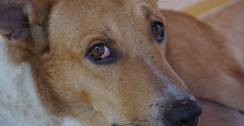 Evaluation and Diagnosis of a Red Eye in Dogs - VetMedics